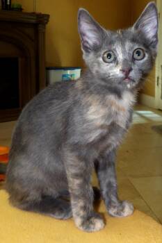 Missy -  Domestic Short Hair and Tiger Cat for Adoption in Lake Monroe, Florida - Missy | PetCurious