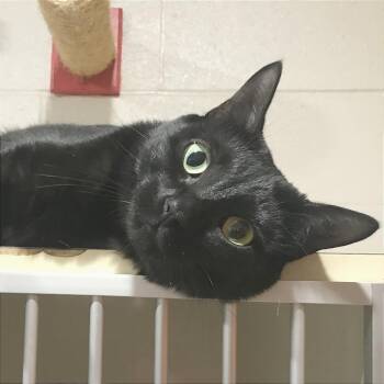 Raven -  Domestic Short Hair Cat for Adoption in Smithville, Tennessee - Raven | PetCurious