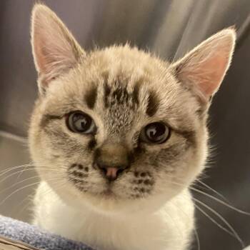 Domestic Short Hair Cats Available for Adoption - Bianca | PetCurious