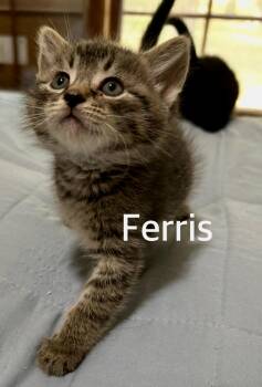 Ferris -  Domestic Short Hair Cat for Adoption in Owasso, Oklahoma - Ferris | PetCurious