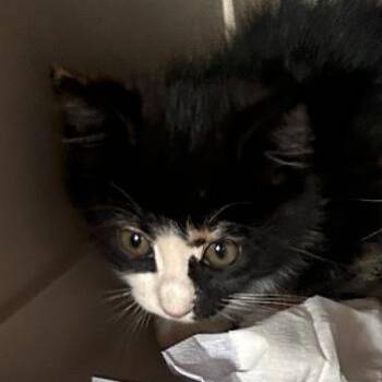 4B Parsley Roswell -  Domestic Short Hair Cat for Adoption in Denver, Colorado - 4B Parsley Roswell | PetCurious