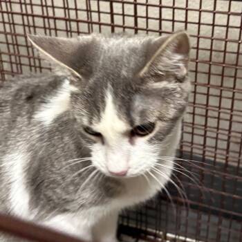 Rescue Domestic Short Hair Cats for Adoption in Yuma, Arizona - Lilo | PetCurious