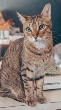 Jasper -  Domestic Short Hair Cat for Adoption in Fort Worth, Texas - Jasper | PetCurious