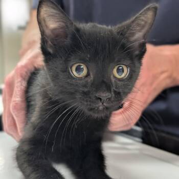 Josephine -  Domestic Short Hair Cat for Adoption in Canton, Illinois - Josephine | PetCurious