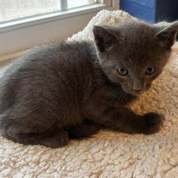Smores -  Domestic Short Hair Cat for Adoption in Debary, Florida - Smores | PetCurious