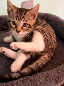 Stella -  Abyssinian Cat for Adoption in Charlotte, Michigan - Stella | PetCurious