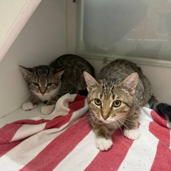 Lily -  Domestic Short Hair Cat for Adoption in Branford, Connecticut - Lily | PetCurious