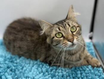 Domestic Medium Hair and Domestic Short Hair Cats Available for Adoption in Bowling Green, Kentucky - Chichi | PetCurious