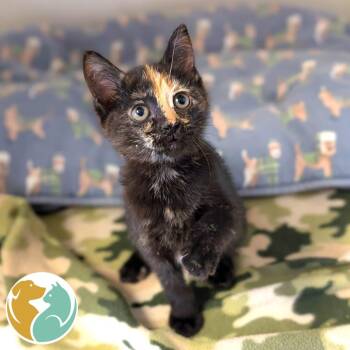 Domestic Short Hair Cats Available for Adoption in Toledo, Ohio - Jinx | PetCurious