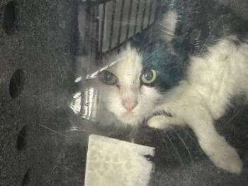 Rescue Domestic Short Hair Cats for Adoption in New York, New York - Shelby | PetCurious