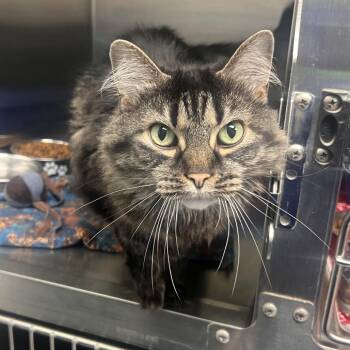 Mainey -  Domestic Medium Hair Cat for Adoption in Georgetown, Kentucky - Mainey | PetCurious
