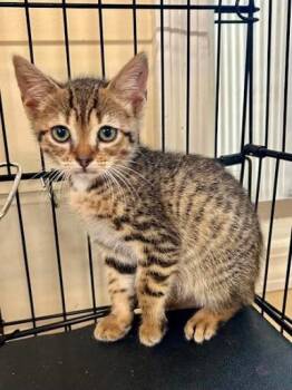 Toodles -  Domestic Short Hair Cat for Adoption in Lunenburg, Massachusetts - Toodles | PetCurious