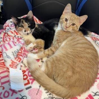 Domestic Short Hair Cats Available for Adoption - Poppy & Milo (Bonded Pair) | PetCurious