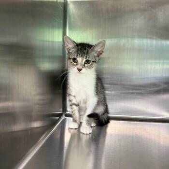 Pebble 3704 -  American Shorthair Cat for Adoption in Hamilton, Georgia - Pebble 3704 | PetCurious