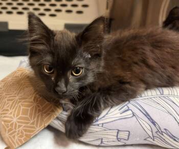 Grizzly -  Domestic Medium Hair Cat for Adoption in Nashville, Tennessee - Grizzly | PetCurious