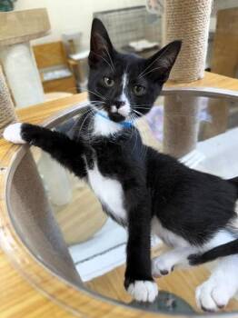 Sawyer -  Domestic Short Hair Cat for Adoption in Medina, Ohio - Sawyer | PetCurious