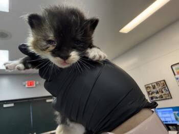 A1926371 -  Domestic Short Hair Cat for Adoption in Thousand Palms, California - A1926371 | PetCurious