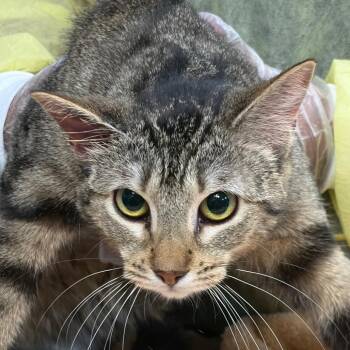 Domestic Short Hair Cats Available for Adoption - Aqua | PetCurious