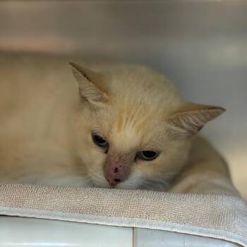 Love 4 -  Siamese and Mixed Breed Cat for Adoption in Austin, Texas - Love 4 | PetCurious