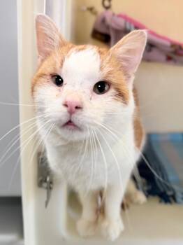 Domestic Short Hair Cats Available for Adoption in Menomonie, Wisconsin - Lengthy Larry | PetCurious