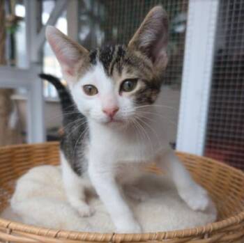 Sprite (Male Kitten) -  Domestic Short Hair Cat for Adoption in Los Altos, California - Sprite (Male Kitten) | PetCurious