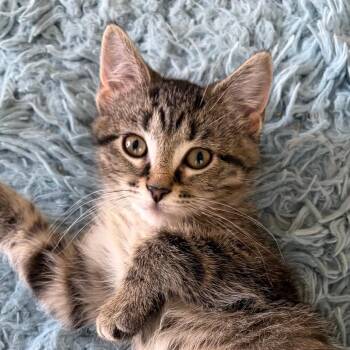 Domestic Short Hair Cats Available for Adoption in Eaton Rapids, Michigan - Delilah (Lee Lee) Purrleone 56146 | PetCurious