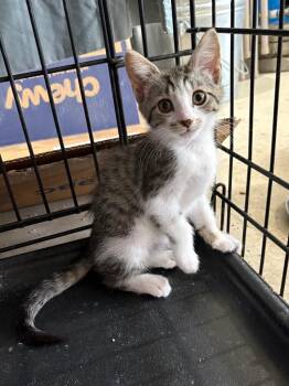 Jane -  Domestic Short Hair Cat for Adoption in Hartford City, Indiana - Jane | PetCurious