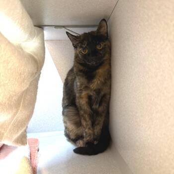 Minx -  Domestic Short Hair Cat for Adoption in Pittsburgh, Pennsylvania - Minx | PetCurious