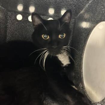Lola -  Domestic Short Hair Cat for Adoption in Reno, Nevada - Lola | PetCurious