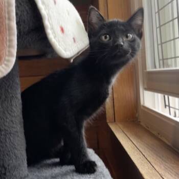 NCI5615 Tennessee -  Domestic Short Hair Cat for Adoption in Port Washington, New York - NCI5615 Tennessee | PetCurious