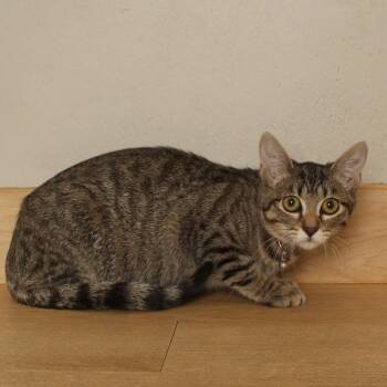 Mabel C71161 -  Domestic Short Hair Cat for Adoption in Minnetonka, Minnesota - Mabel C71161 | PetCurious