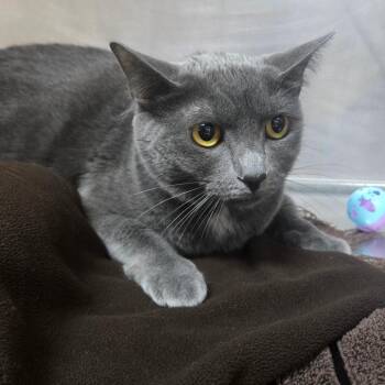 Leona -  Domestic Short Hair Cat for Adoption in San Jacinto, California - Leona | PetCurious
