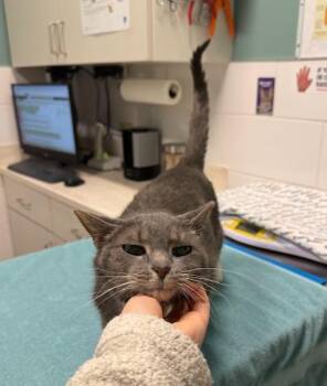 Akiya -  Tabby Cat for Adoption in Indianapolis, Indiana - Akiya | PetCurious