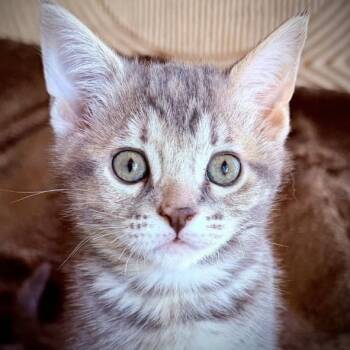 Shorty -  Domestic Short Hair Cat for Adoption in Larkfield-wikiup, California - Shorty | PetCurious