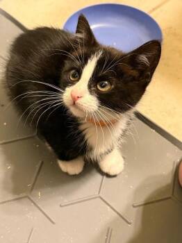 Mars -  Domestic Short Hair Cat for Adoption - Mars | PetCurious