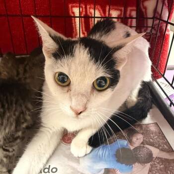 Amelia -  Domestic Short Hair Cat for Adoption in Indianapolis, Indiana - Amelia | PetCurious