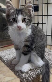 Scout -  Domestic Short Hair Cat for Adoption in Mokena, Illinois - Scout | PetCurious