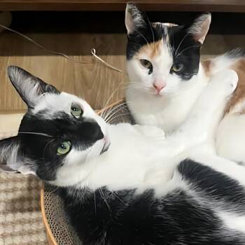 Finnala & Esseboda -  Domestic Short Hair Cat for Adoption in Santa Ana, California - Finnala & Esseboda | PetCurious