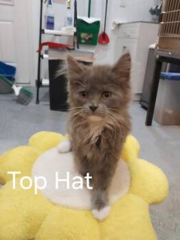 Top Hat (89170) -  Domestic Medium Hair Cat for Adoption in St. George, Utah - Top Hat (89170) | PetCurious
