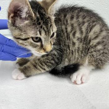 Quarter -  Domestic Short Hair Cat for Adoption in Chattanooga, Tennessee - Quarter | PetCurious