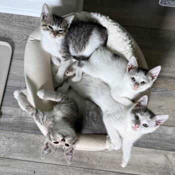 Elliot -  Domestic Short Hair Cat for Adoption - Elliot | PetCurious