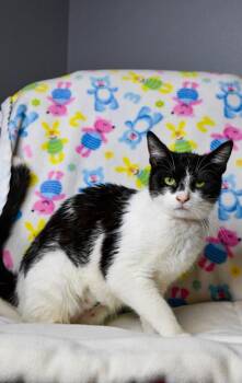 Nyla -  Domestic Short Hair Cat Available for Adoption in Yakima, Washington - Nyla | PetCurious