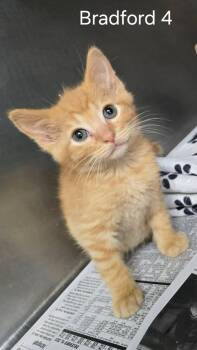 Bradford 4 -  Domestic Short Hair Cat for Adoption in Sullivan, Indiana - Bradford 4 | PetCurious