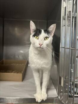 *SLINKY -  Domestic Short Hair Cat for Adoption in Woodland, California - *SLINKY | PetCurious