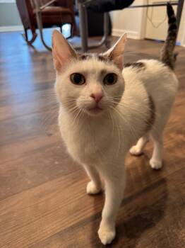 Domestic Short Hair Cats Available for Adoption in Mokena, Illinois - Seahawk | PetCurious