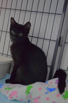 Olive -  Domestic Short Hair Cat for Adoption in Claresholm, Alberta - Olive | PetCurious
