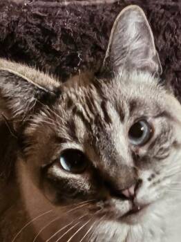 Rescue Siamese Cats for Adoption in Pendleton, Oregon - Mork And Mindy | PetCurious