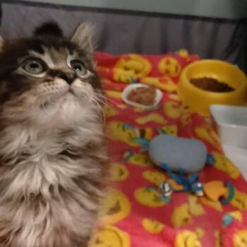 Biff -  Domestic Long Hair Cat for Adoption in Chico, California - Biff | PetCurious