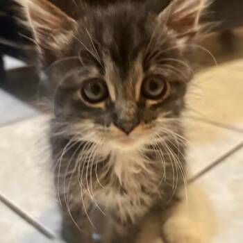 Loretta* -  Domestic Long Hair Cat for Adoption in San Gabriel, California - Loretta* | PetCurious