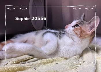 SOPHIE -  Domestic Short Hair Cat for Adoption in Marietta, Georgia - SOPHIE | PetCurious